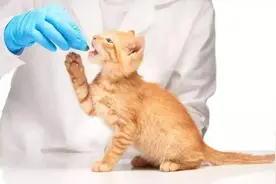 北京通州：抖音博主出售未检疫猫咪，猫咪突发死亡 法院判了图片