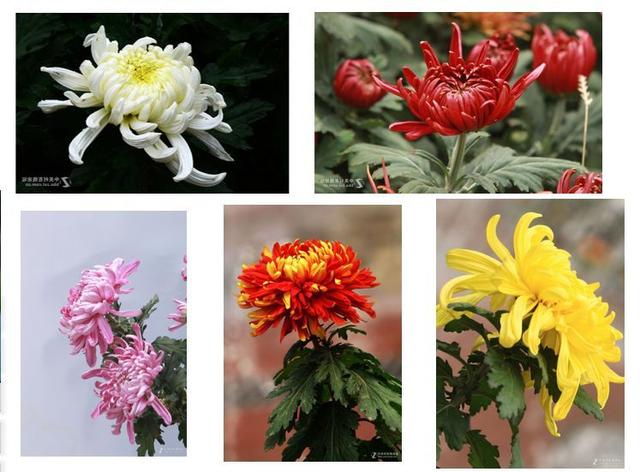 了解菊花形态形体特征 | 秋菊写生,学会运用同类色塑造明暗体积