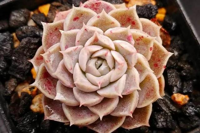 莲,菲欧娜,露西娜,罗杰安娜,宝丽安娜,蓝安娜,海琳娜,弗罗瑞安娜等等