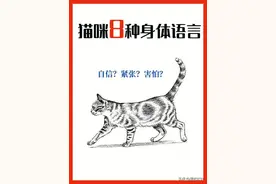 猫咪8种常见身体语言，一看就懂图片