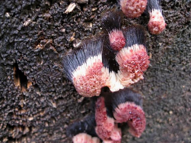 形成于4万年前、不是植物不是肉，价值千万的太岁究竟什么来头？