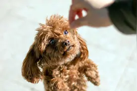 泰迪害怕这6件事，很多宠主不知道图片