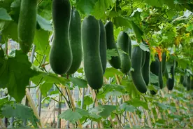 种冬瓜，为何有人打侧枝？也有人任其生长？侧枝疏与留该如何抉择图片