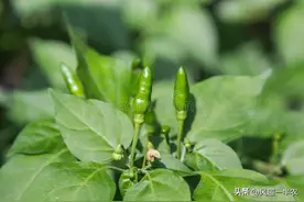露地辣椒育时间及技术措施图片