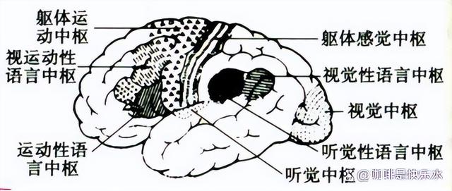 高中生物-人体内环境稳态的生理意义及调节