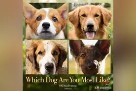 10部关于狗狗的暖心治愈催泪电影，每一部都哭成狗，你都看过吗？图片