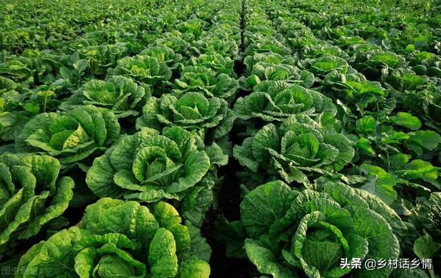 不管你种啥，用这个肥料试一试，生根促长又高产，效果倍棒