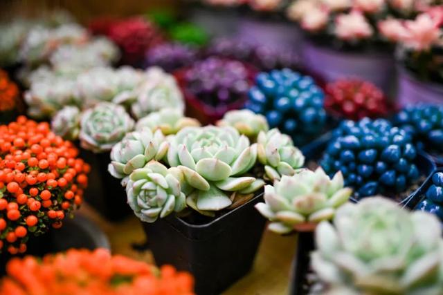 西安这个曾经全国最大的毛巾厂,现在竟搞起了花鸟鱼市的生意