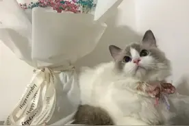 细思极恐！追我的男生偷我猫扔进河里，还假惺惺陪我找猫到深夜.图片