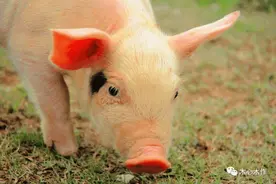 沉睡的可爱木雕猪图片