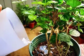 夏季浇花，尽量避开“6个坑”，都是过来人的经验图片