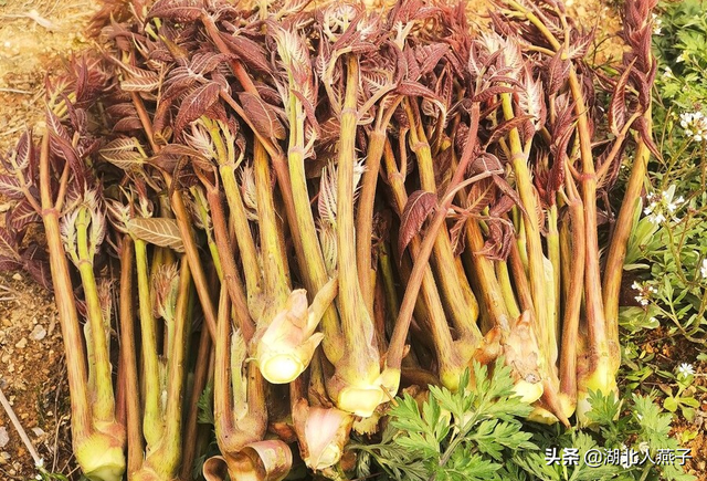 100种野菜(100种野菜图片大全图片 可食用)-英财号