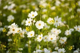 异性相处，两人间的“捅破窗户纸”，往往是从这些“暗号”开始的图片