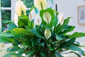 家里养什么盆栽？5种花，四季常绿，吸收有害气体，让家人更健康图片