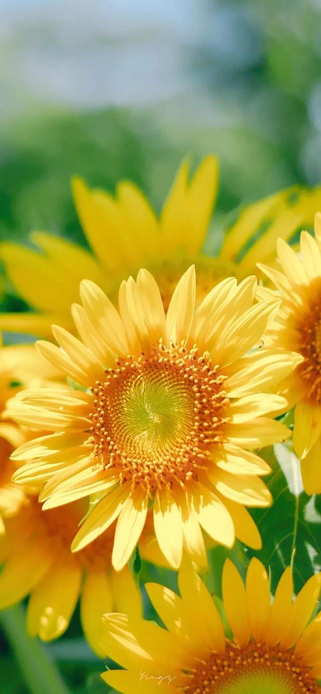 花朵壁纸|唯美清新|花团锦簇