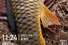 杨官庄水库大青鱼出炉，与大鱼博弈15分钟上岸，获10000现金大奖图片