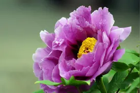 最懂得感恩的生肖，受到帮助时，一定要记得知恩图报图片