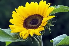 我，真的真的很爱你图片