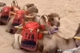 中听｜千头“罢工”骆驼已实施轮班制 希望不是权宜之计图片