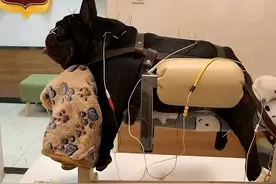 斗牛犬双眼失明，主人花40万针灸治疗，网友：穷人表示很无语图片