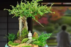 最适宜截干蓄枝的福建茶，5点解析树桩盆景制作过程图片