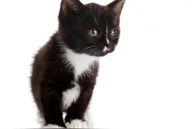 在中国民间，有一种猫叫戴孝猫，戴孝猫是什么样子的图片