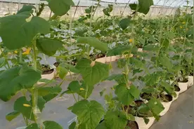 黄瓜甜瓜长势快，为啥很难坐瓜？秋茬种植，做好2点促结瓜图片