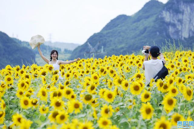 【图集】花溪新关村的向日葵花海盛放，快来打卡！