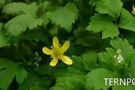 民间的“头晕药”——路边青图片