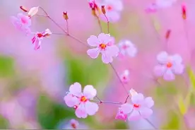 断尾的小猫图片