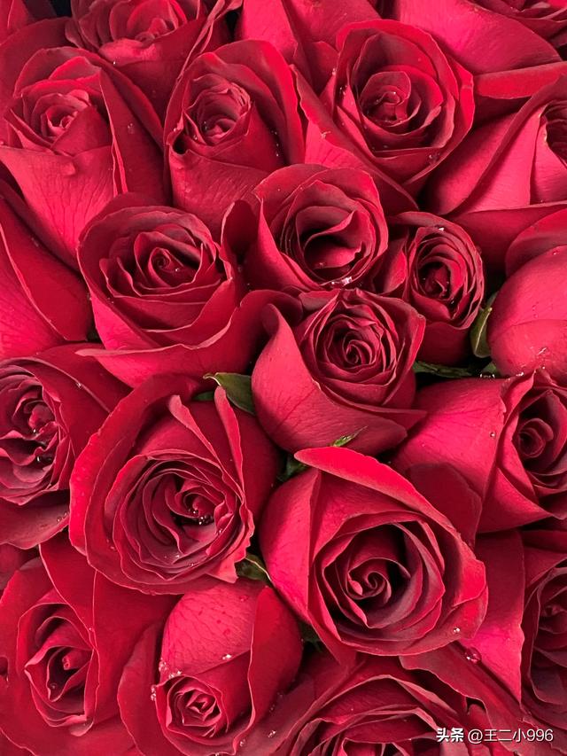 2023年情人节适合看的爱情电影,有你喜欢的吗