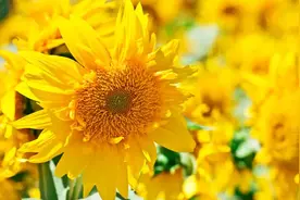 最美花海！百亩葵花海正值盛放，美到惊艳还免费图片