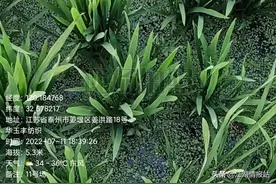 要想水稻高产，这一步至关重要！水稻穗肥正确合理施用图片