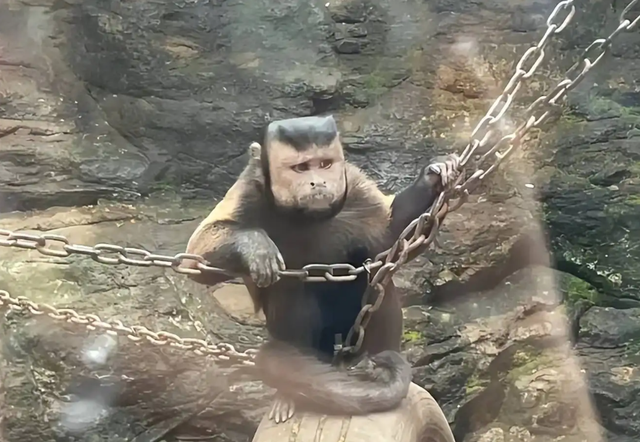 巴拿马猴现人类行为 国字脸猴跟人撞脸 地球或要进入第二文明 石器时代pk火源码基地