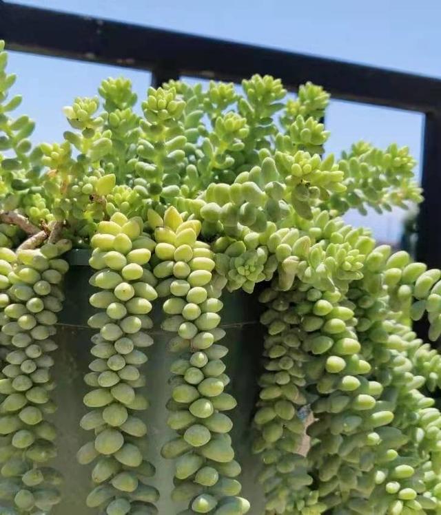 一盆"玉缀"多肉的逆袭,3年半的时间从小不点长成大高个