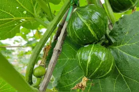 瓜类作物有瓜坐不住怎么办？预防化瓜是关键，这里有绝招图片