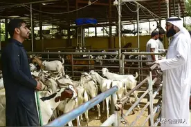 2022年宰牲节：迪拜的牲畜价格几乎翻了一番图片