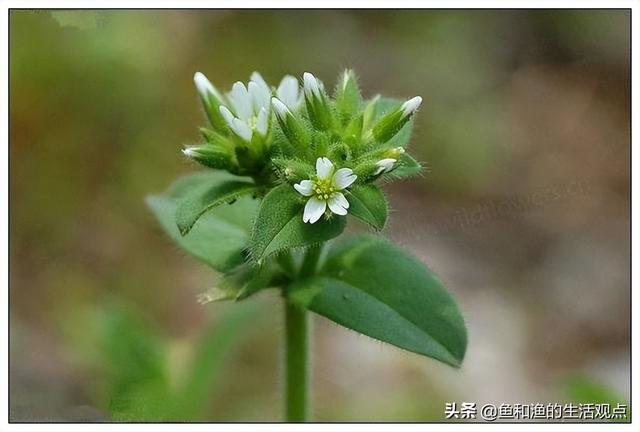 踏春必备“百草图”之三，身边那些有价值的野草，你能认识几种？