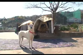 狗狗欠下风流债，老婆带孩子上门霸占窝，亲子鉴定结果好气又好笑图片