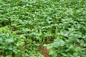 调味品食盐除草不科学 , 氯化钠不利于植物生长图片