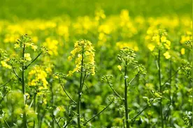 从菜籽油加工环节看我国油菜产业进一步发展壮大的措施建议图片