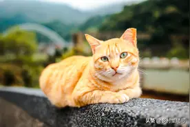台湾猴硐猫村——爱猫人士的圣地，以猫为主题特色的文旅网红村图片
