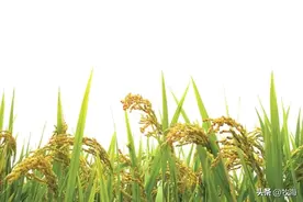 中国成功培育多年生稻！种1次可收4年，效率堪比韭菜，产量多吗？图片