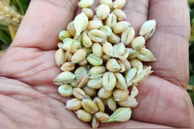 刚打下来的小麦1000斤，晒干后还剩多少斤，怎样卖粮更划算图片