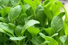 家里种蔬菜不用农药，也不生虫子，农村老农分享防虫妙招图片
