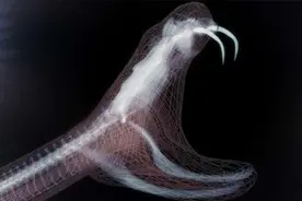 蛇的“复仇”？眼镜蛇被斩首后，蛇头竟“飞跃而起”攻击斩杀者；图片