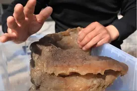 发财了？大连男子捡到“太岁”，专家估值500万，真这么值钱吗？图片