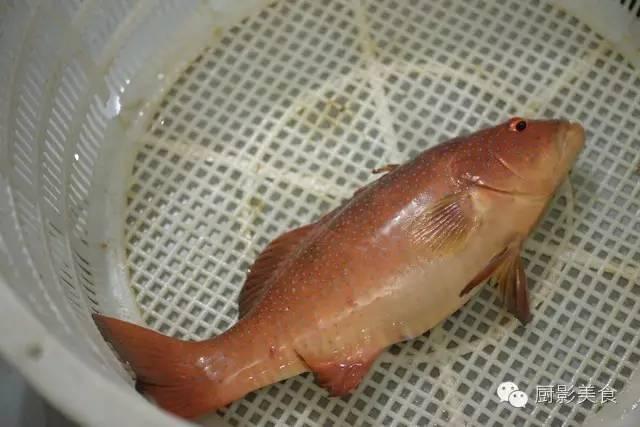 什么海鲜胶原蛋白最多 2025年海鲜含有胶原蛋白吗