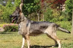 如此优秀的昆明犬，为何养的人不多？主要有这五个原因图片