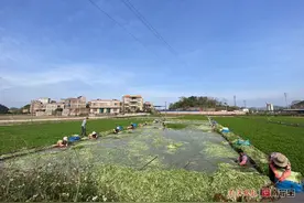 南宁青秀区刘圩镇：水芹菜成村民增收致富好渠道图片
